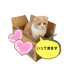ミラたんスコスタンプd（個別スタンプ：15）