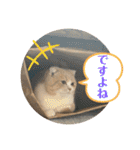 ミラたんスコスタンプd（個別スタンプ：20）