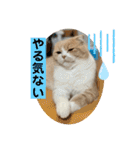 ミラたんスコスタンプd（個別スタンプ：23）