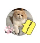 ミラたんスコスタンプd（個別スタンプ：37）