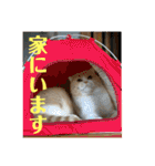 ミラたんスコスタンプd（個別スタンプ：38）