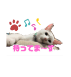 ヤエ猫（個別スタンプ：1）
