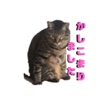 ヤエ猫（個別スタンプ：2）