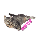 ヤエ猫（個別スタンプ：3）