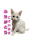 ヤエ猫（個別スタンプ：4）