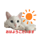 ヤエ猫（個別スタンプ：5）