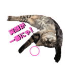 ヤエ猫（個別スタンプ：6）