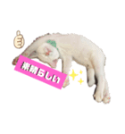 ヤエ猫（個別スタンプ：7）