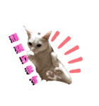 ヤエ猫（個別スタンプ：8）