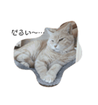 ねこたんねこまんスタンプ40個入り（個別スタンプ：3）