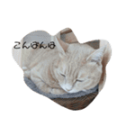 ねこたんねこまんスタンプ40個入り（個別スタンプ：4）
