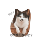 ねこたんねこまんスタンプ40個入り（個別スタンプ：9）