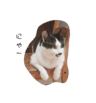 ねこたんねこまんスタンプ40個入り（個別スタンプ：13）