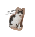 ねこたんねこまんスタンプ40個入り（個別スタンプ：15）