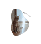 ねこたんねこまんスタンプ40個入り（個別スタンプ：16）