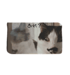 ねこたんねこまんスタンプ40個入り（個別スタンプ：17）
