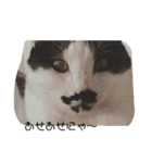 ねこたんねこまんスタンプ40個入り（個別スタンプ：19）