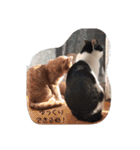 ねこたんねこまんスタンプ40個入り（個別スタンプ：22）