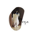 ねこたんねこまんスタンプ40個入り（個別スタンプ：24）