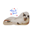 ねこたんねこまんスタンプ40個入り（個別スタンプ：25）