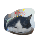 ねこたんねこまんスタンプ40個入り（個別スタンプ：26）