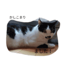 ねこたんねこまんスタンプ40個入り（個別スタンプ：29）
