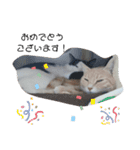 ねこたんねこまんスタンプ40個入り（個別スタンプ：31）