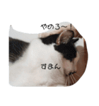 ねこたんねこまんスタンプ40個入り（個別スタンプ：32）