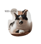 ねこたんねこまんスタンプ40個入り（個別スタンプ：33）