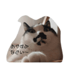 ねこたんねこまんスタンプ40個入り（個別スタンプ：35）