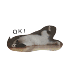 ねこたんねこまんスタンプ40個入り（個別スタンプ：36）