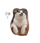 ねこたんねこまんスタンプ40個入り（個別スタンプ：37）