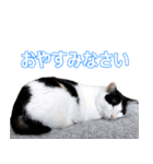 でれこ（個別スタンプ：4）