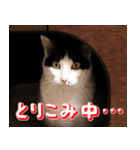 でれこ（個別スタンプ：5）