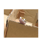 つぶビームでてそう（個別スタンプ：4）