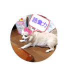 10代が使う言葉（個別スタンプ：8）