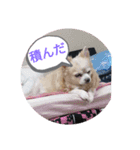 10代が使う言葉（個別スタンプ：16）
