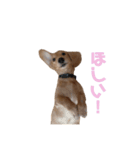 まいにちちゃおくん♡（個別スタンプ：6）