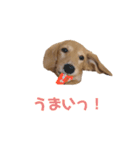 まいにちちゃおくん♡（個別スタンプ：12）