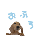 まいにちちゃおくん♡（個別スタンプ：13）