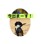 ぜんざいパピー編（個別スタンプ：8）