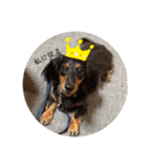 犬のスタンプ＜チワワ・ダックスフンド＞（個別スタンプ：1）