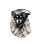 犬のスタンプ＜チワワ・ダックスフンド＞（個別スタンプ：2）