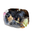 犬のスタンプ＜チワワ・ダックスフンド＞（個別スタンプ：3）
