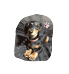 犬のスタンプ＜チワワ・ダックスフンド＞（個別スタンプ：4）