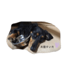 犬のスタンプ＜チワワ・ダックスフンド＞（個別スタンプ：5）