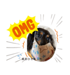 犬のスタンプ＜チワワ・ダックスフンド＞（個別スタンプ：7）