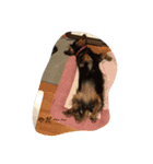 犬のスタンプ＜チワワ・ダックスフンド＞（個別スタンプ：8）