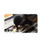 犬のスタンプ＜チワワ・ダックスフンド＞（個別スタンプ：16）
