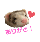 フェレット〈くろすけ〉2（個別スタンプ：3）